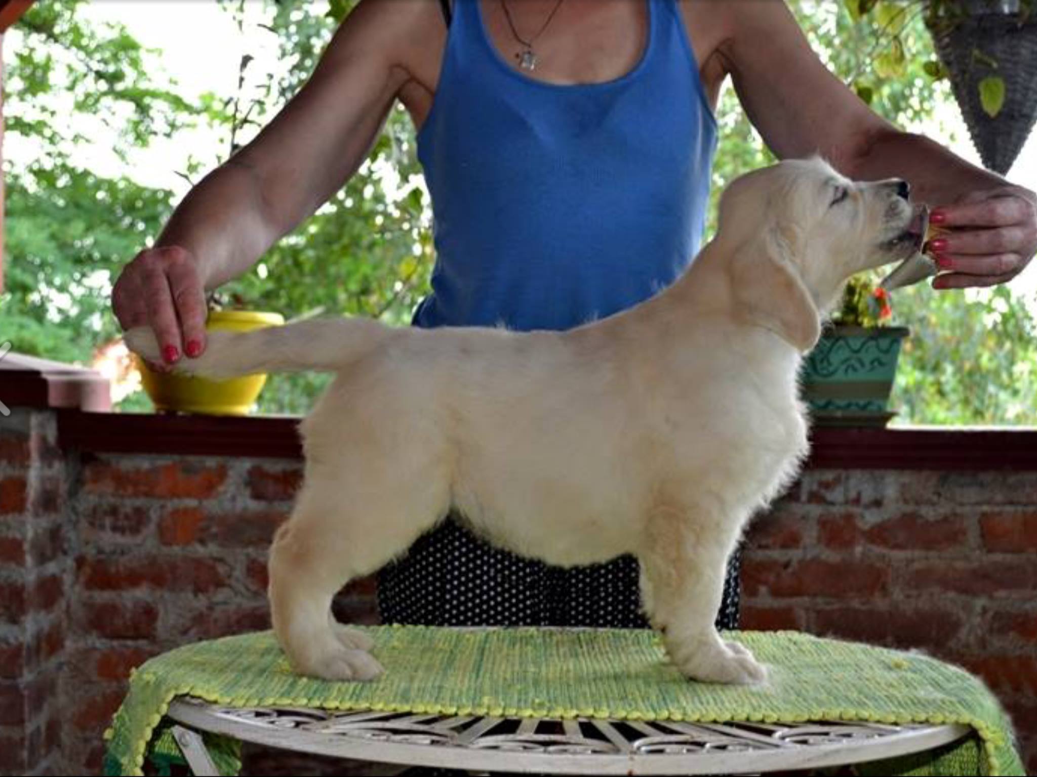 Violet Happy Company