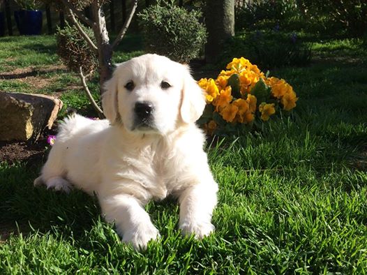 Giddygold Ashera My Blue Note